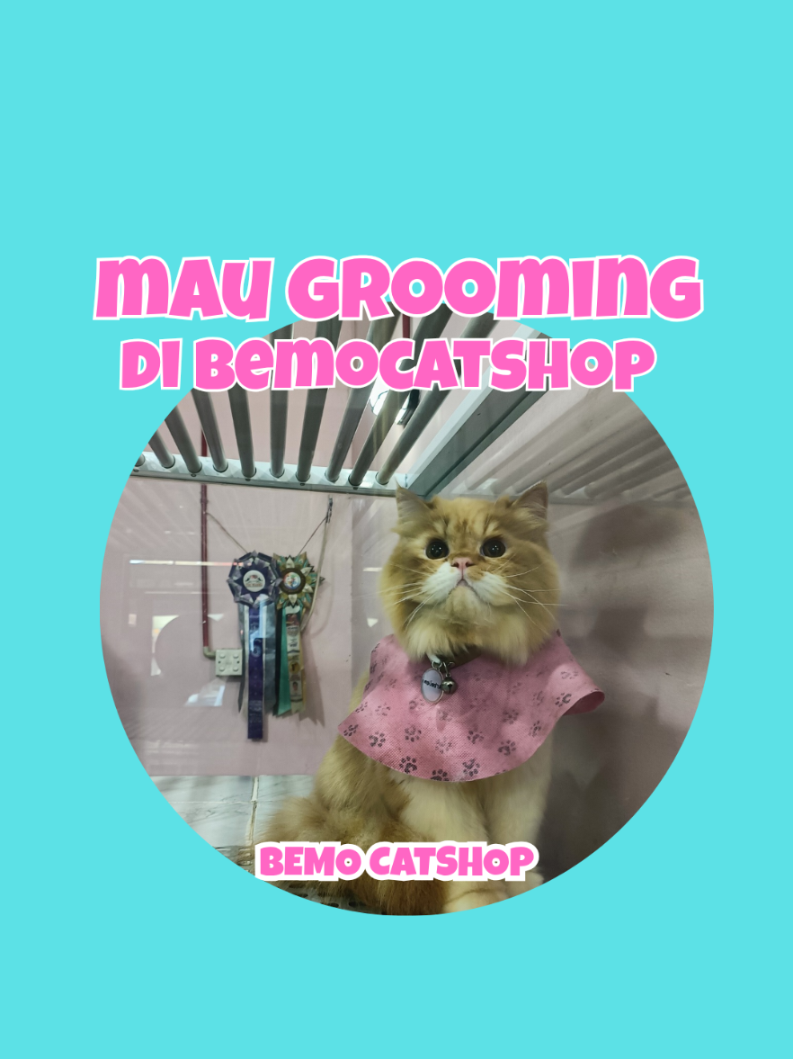 @Bemo Catshop