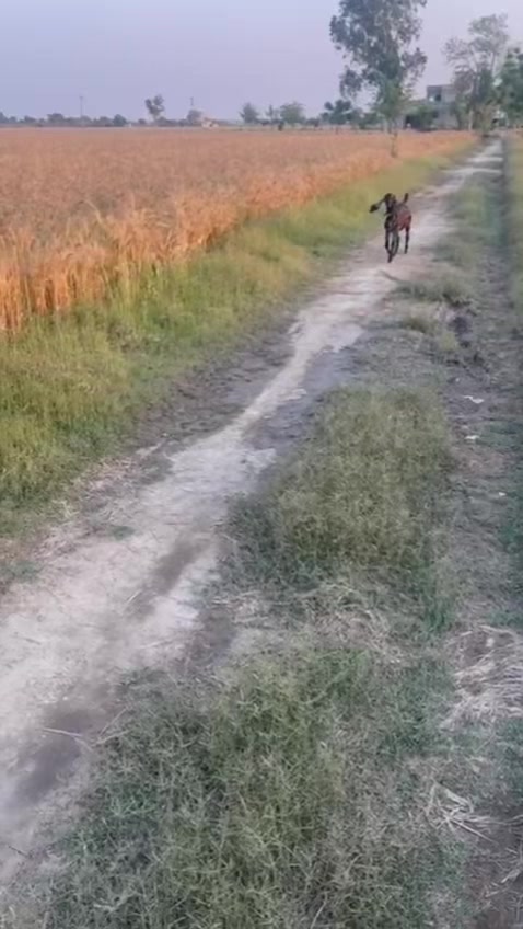 @B&sup2; Stud Farm🇮🇳🐎🇨🇦