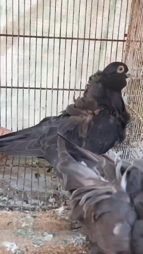 @royal birds