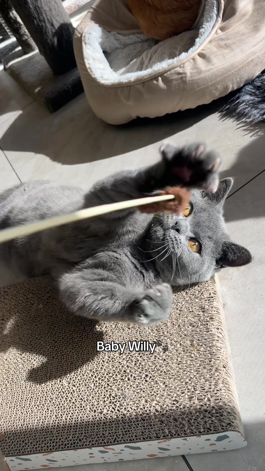 @crazycatcafe