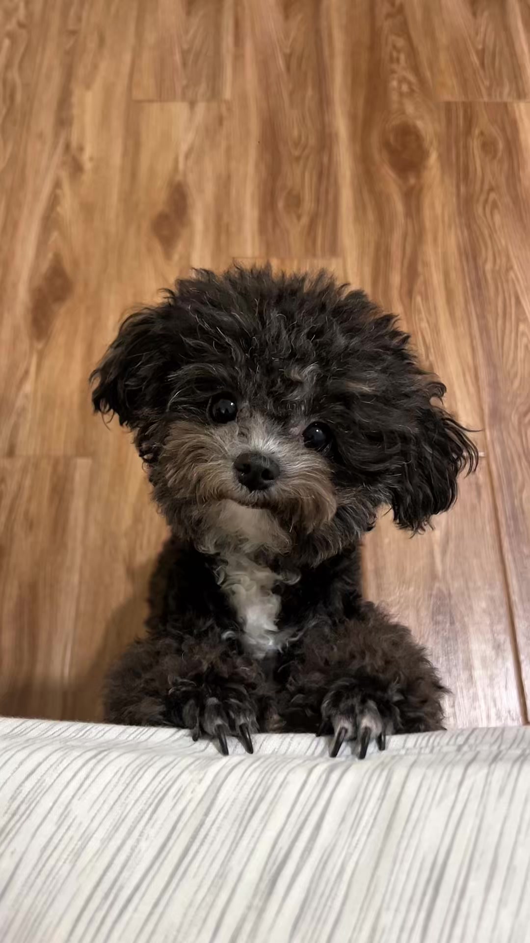 @chippi the poochon