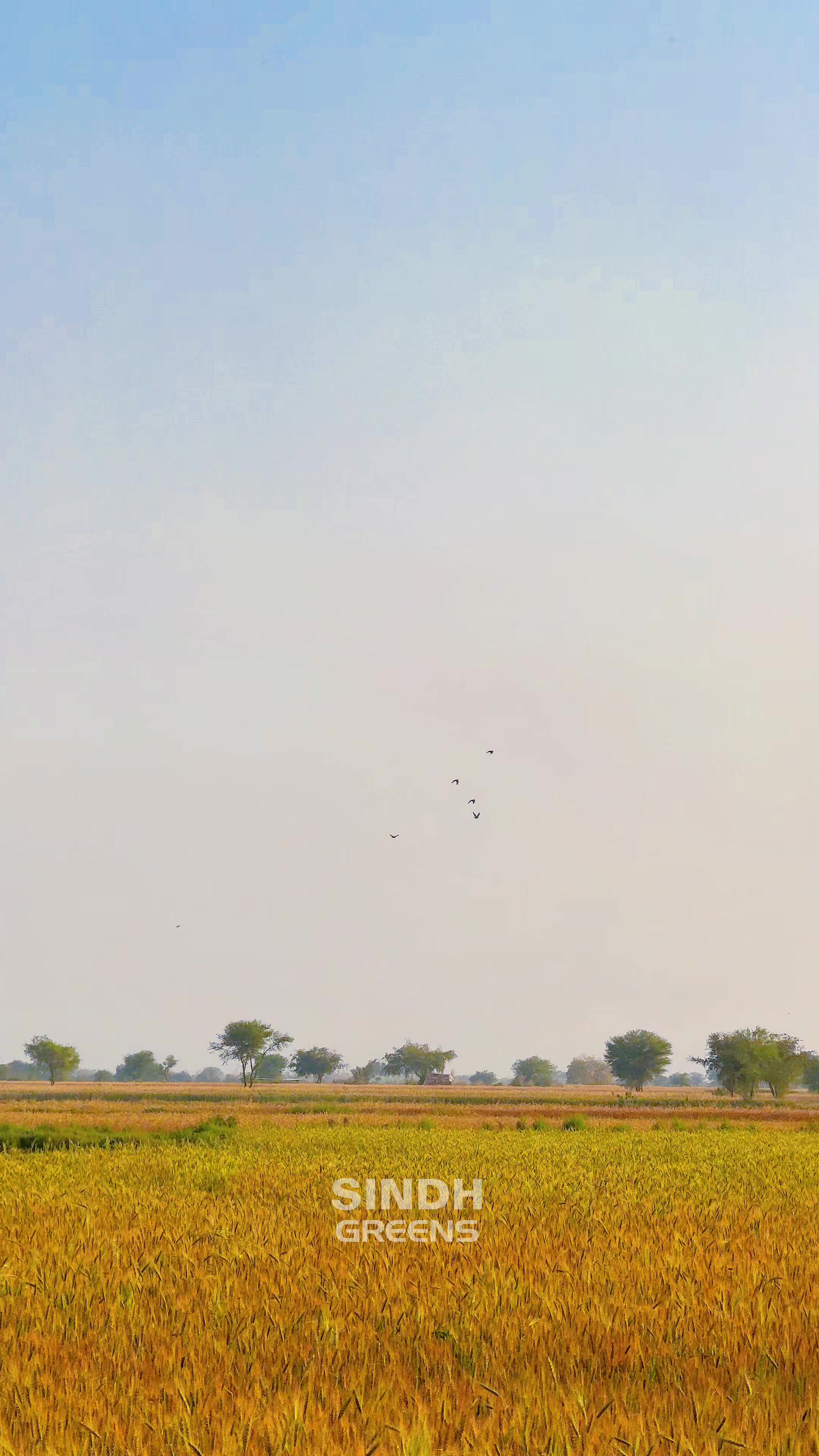 @sindhgreens