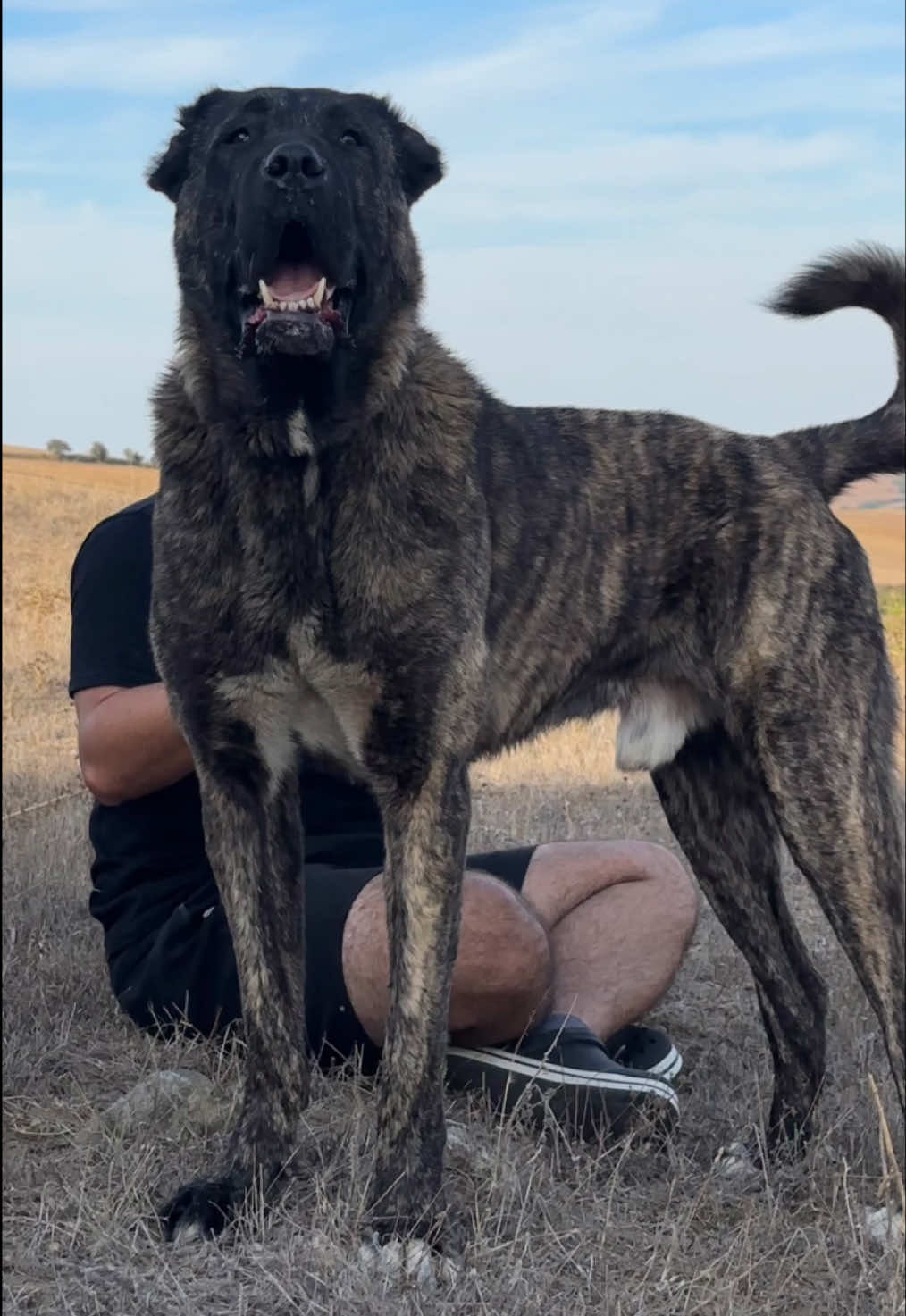 @💥Körpe Kennels💥