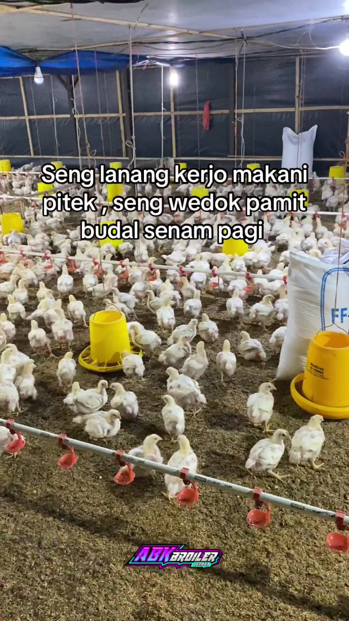 @ABK broiler