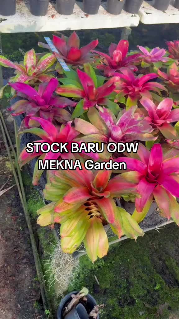 @MEKNA Garden