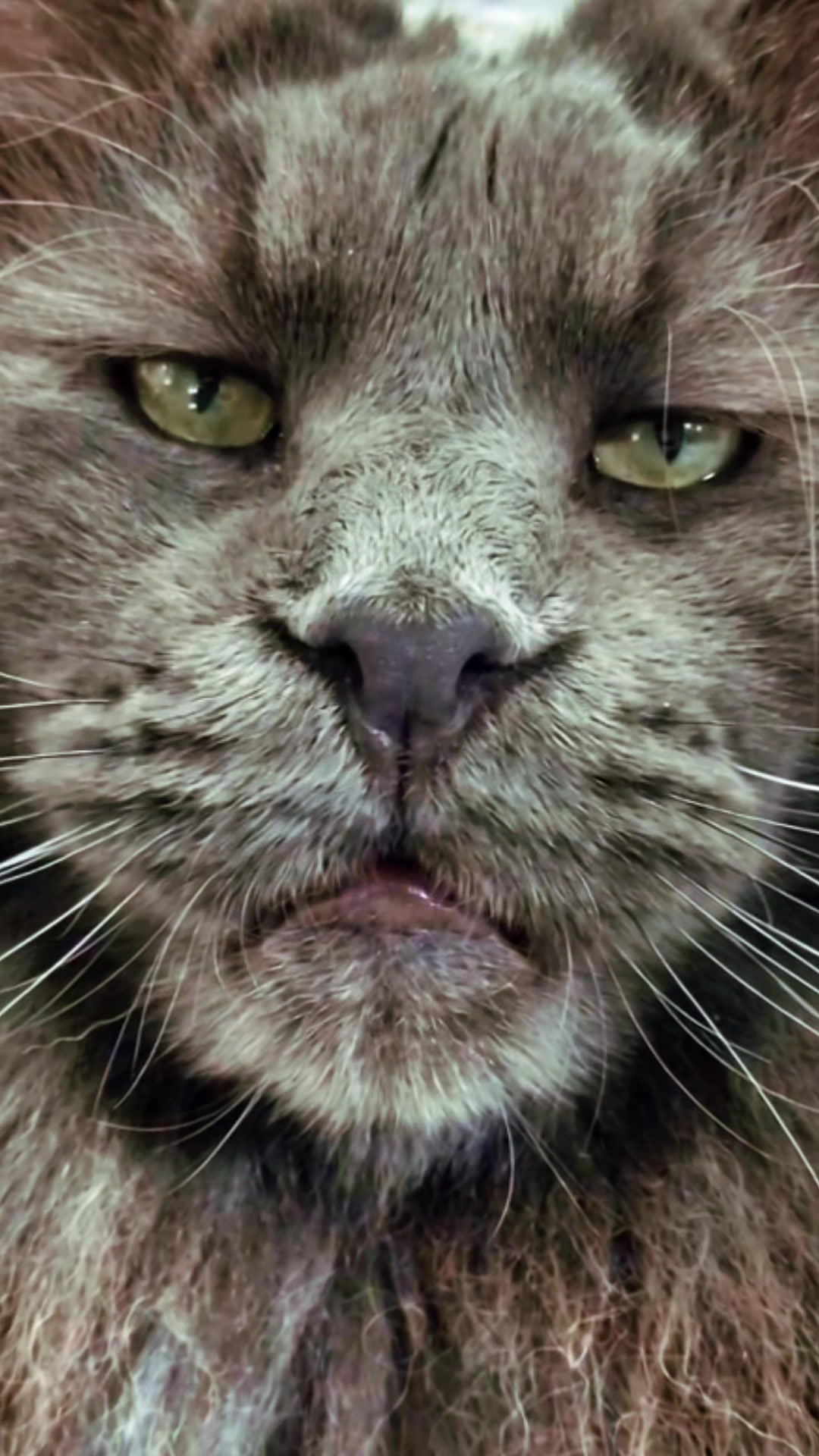 @Ragnar the Maine Coon 🐈