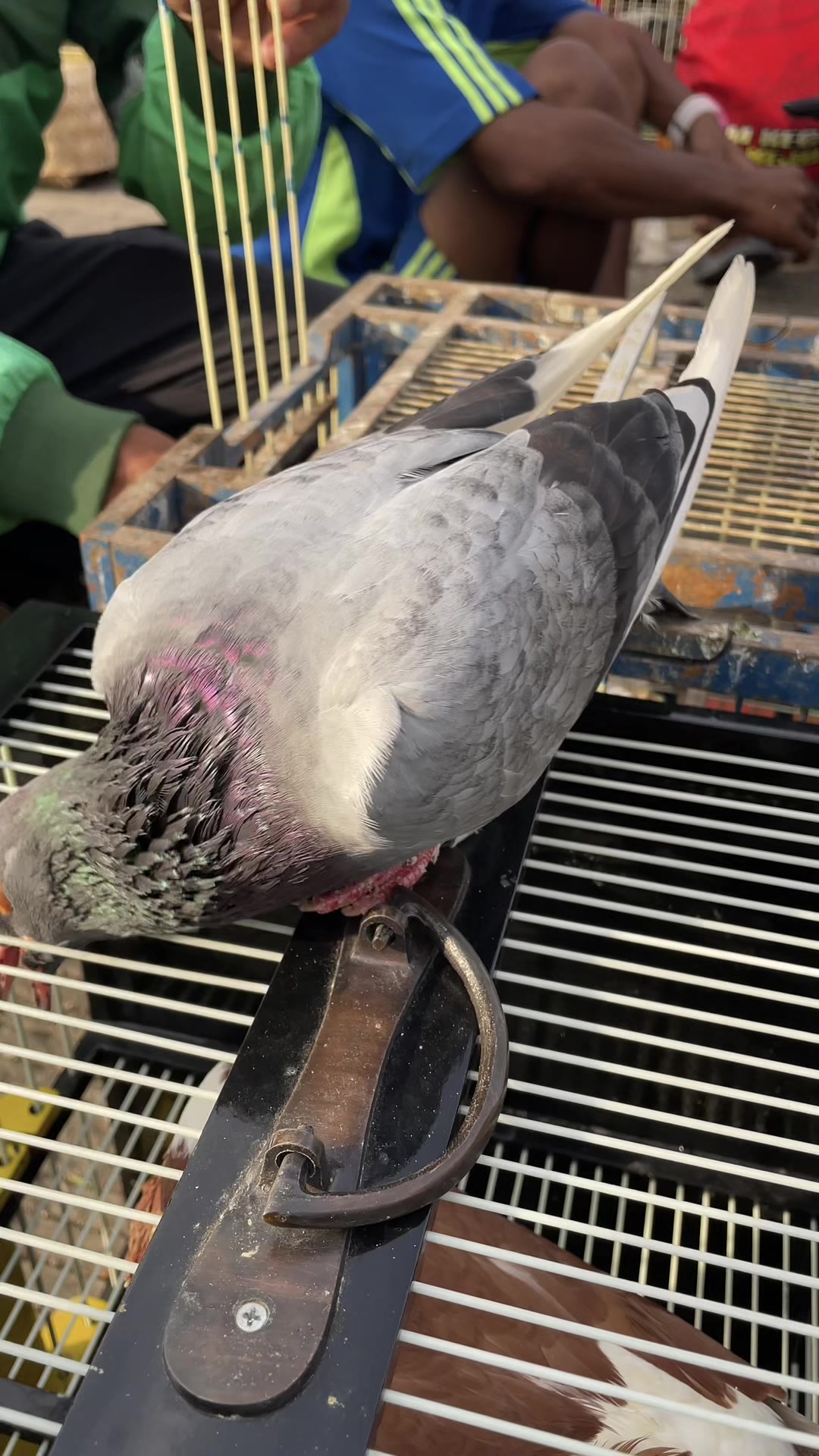 @Z V A 36 Merpati Reborn 🕊️🕊️