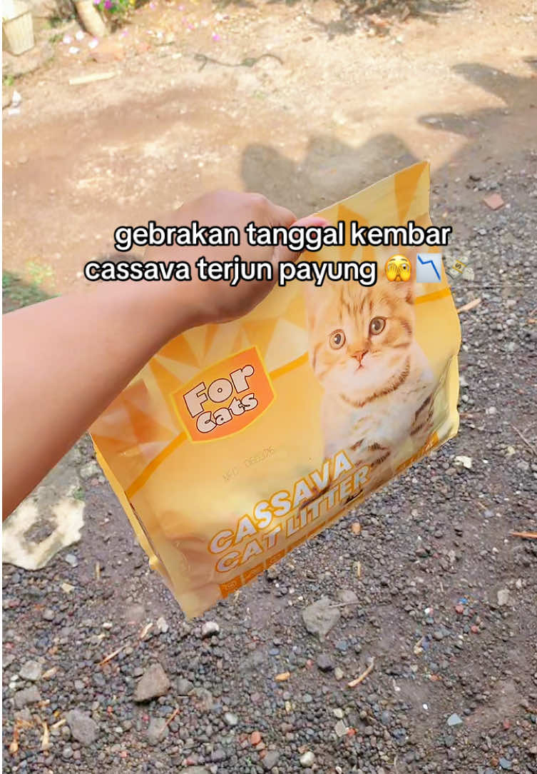@Cat Project