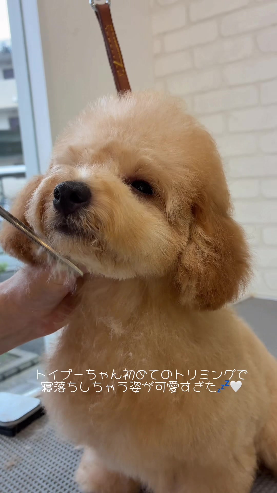 @ドッグアシル