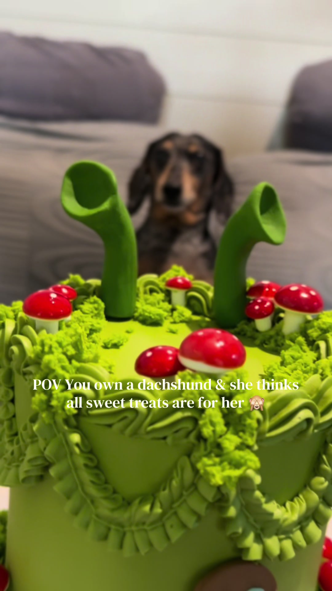 @ONATAH Dachshunds