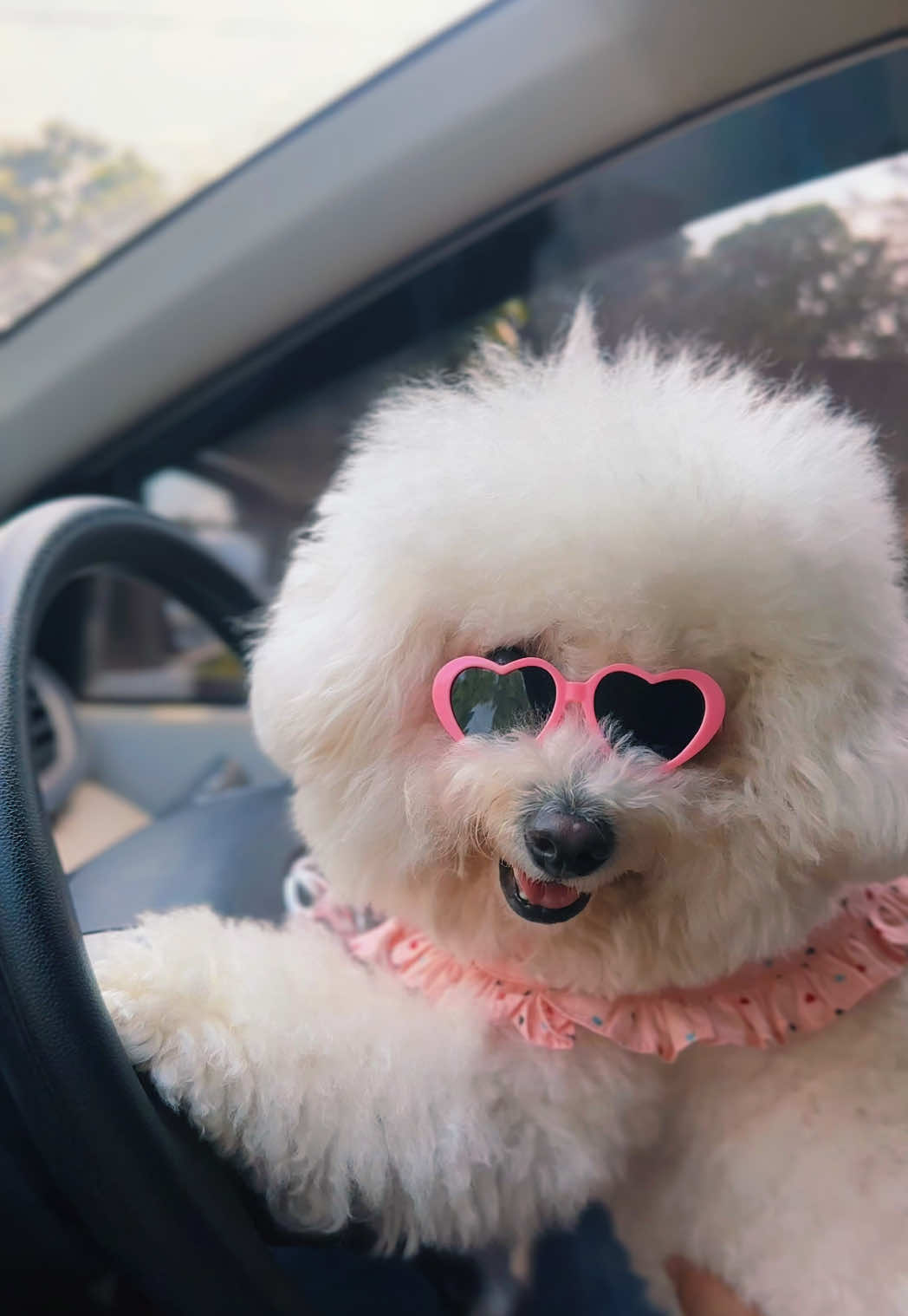 @Donut The Bichon