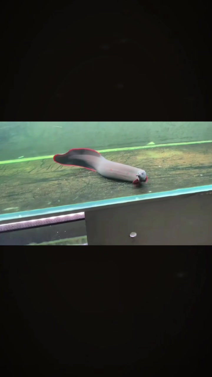 @網上看魚