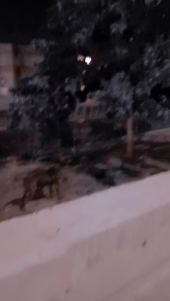 @🦁DİNO🦁