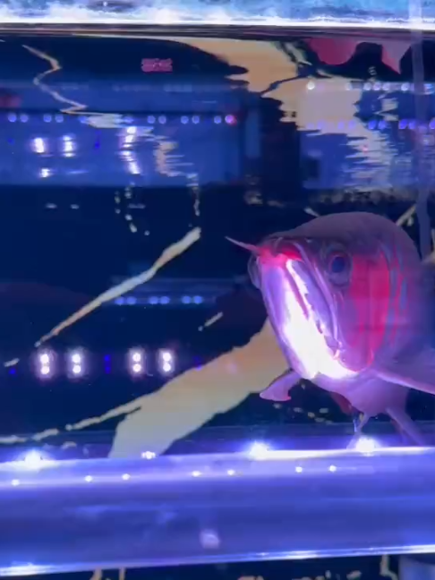 @招財魚水族精品