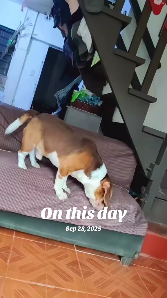 @Pawborito