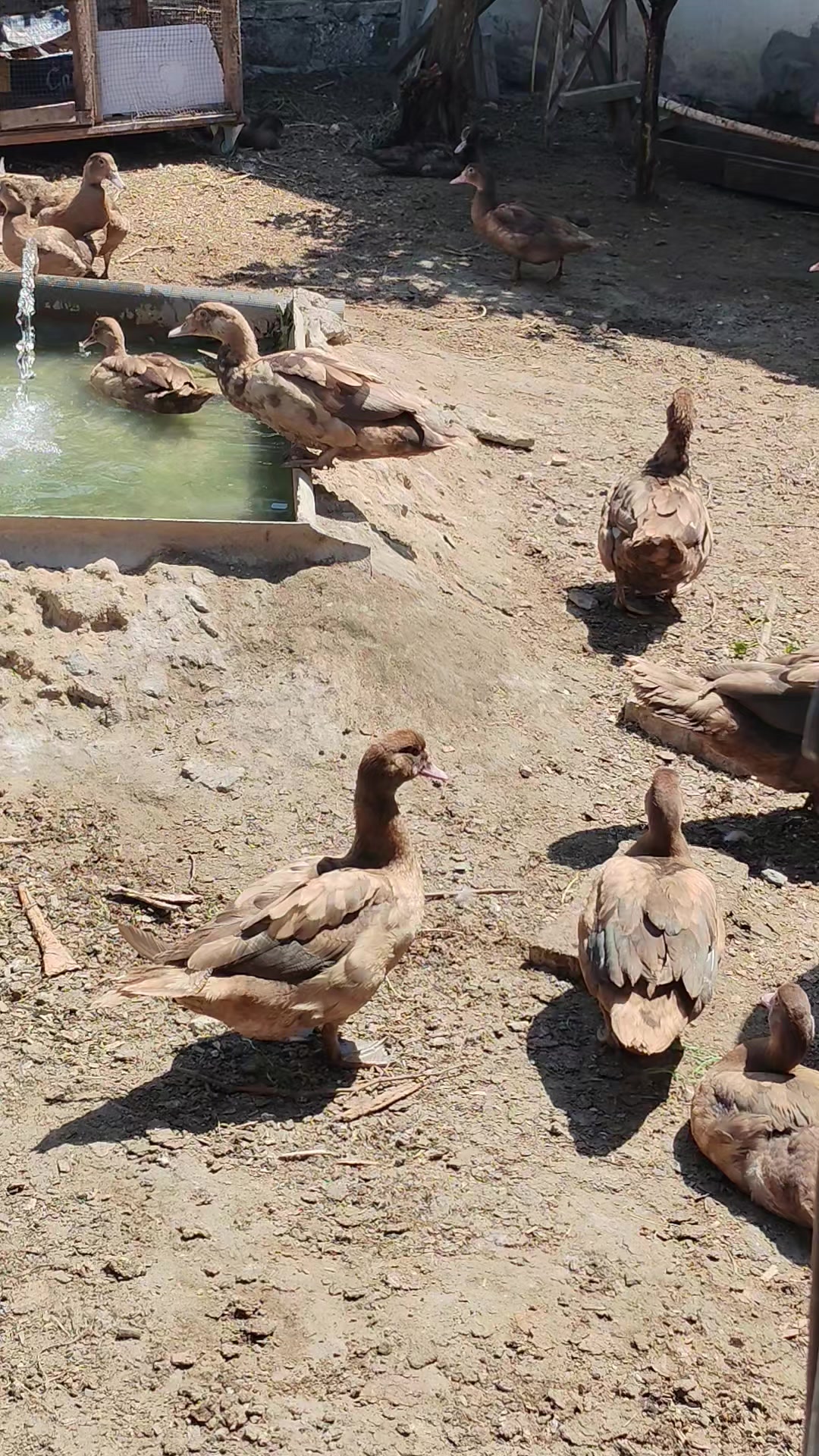 @MAŞTAĞA_QUŞCULUĞ