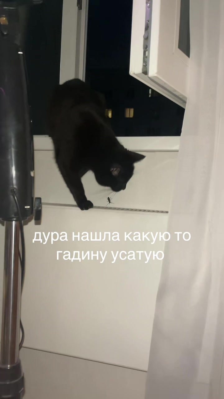 @m4xbet0va