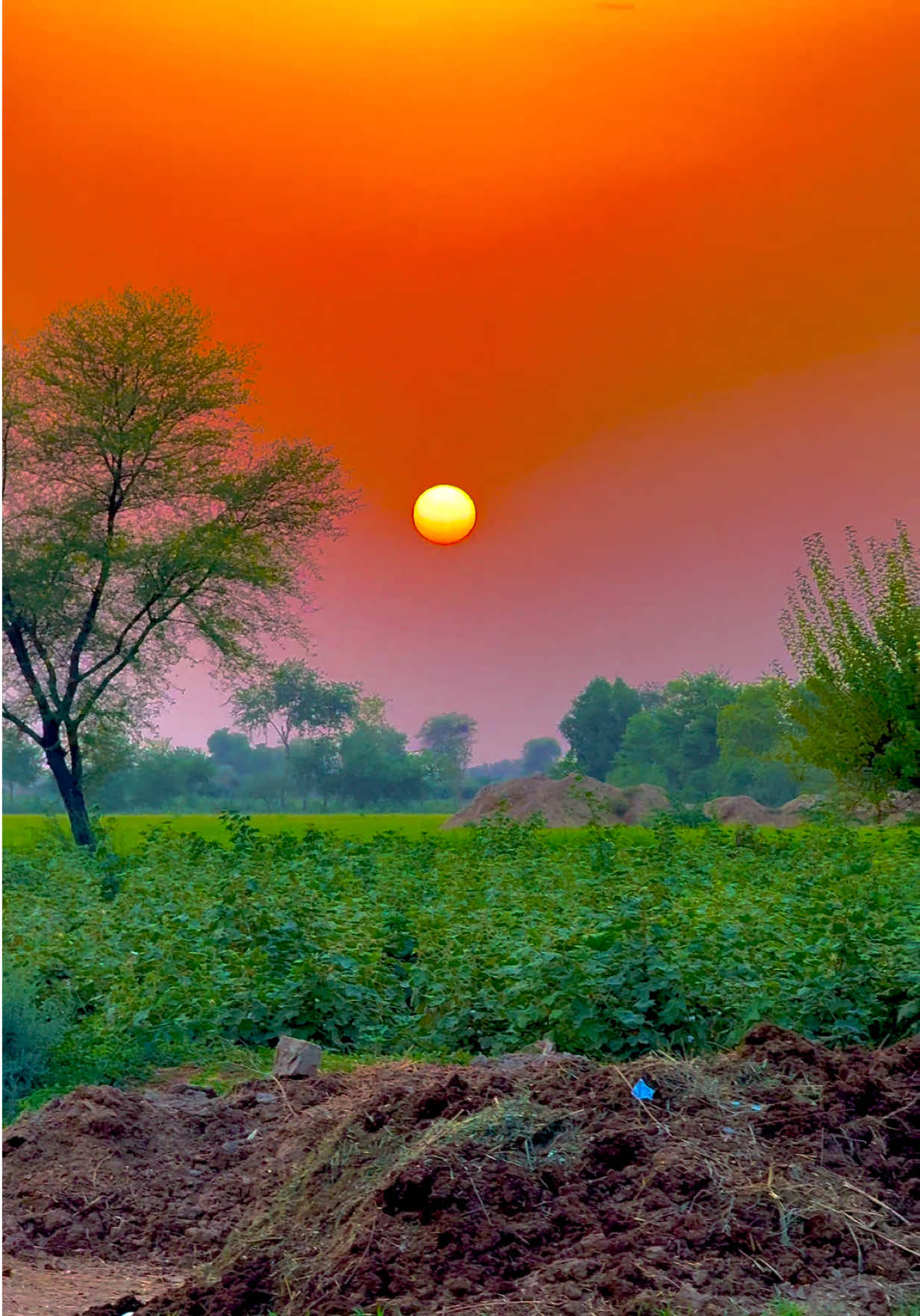 @🌾میں۔ میرا۔ پنڈ🎋