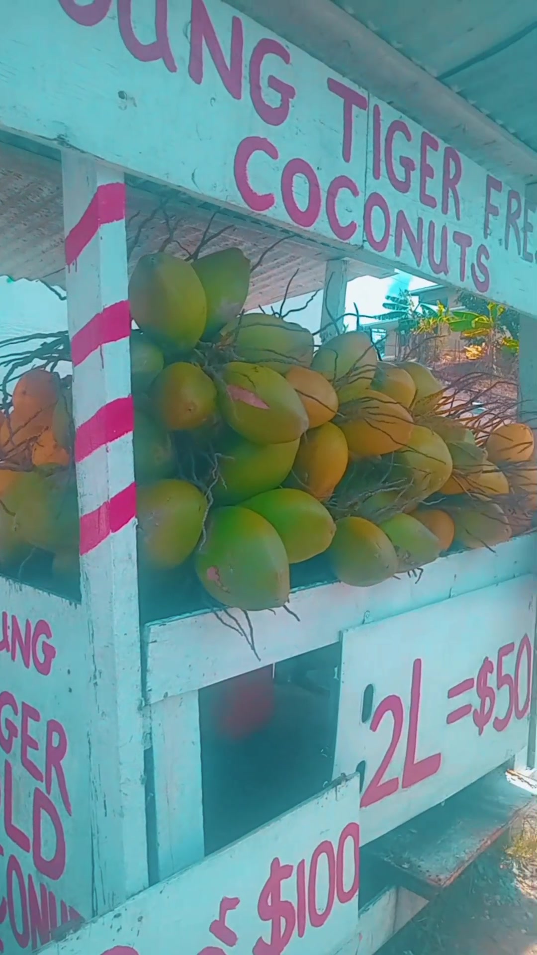 @Young Tiger Cold Coconuts🥥🌴