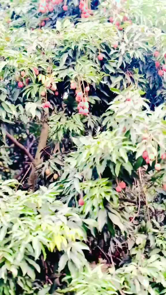 @Shah G ❤️