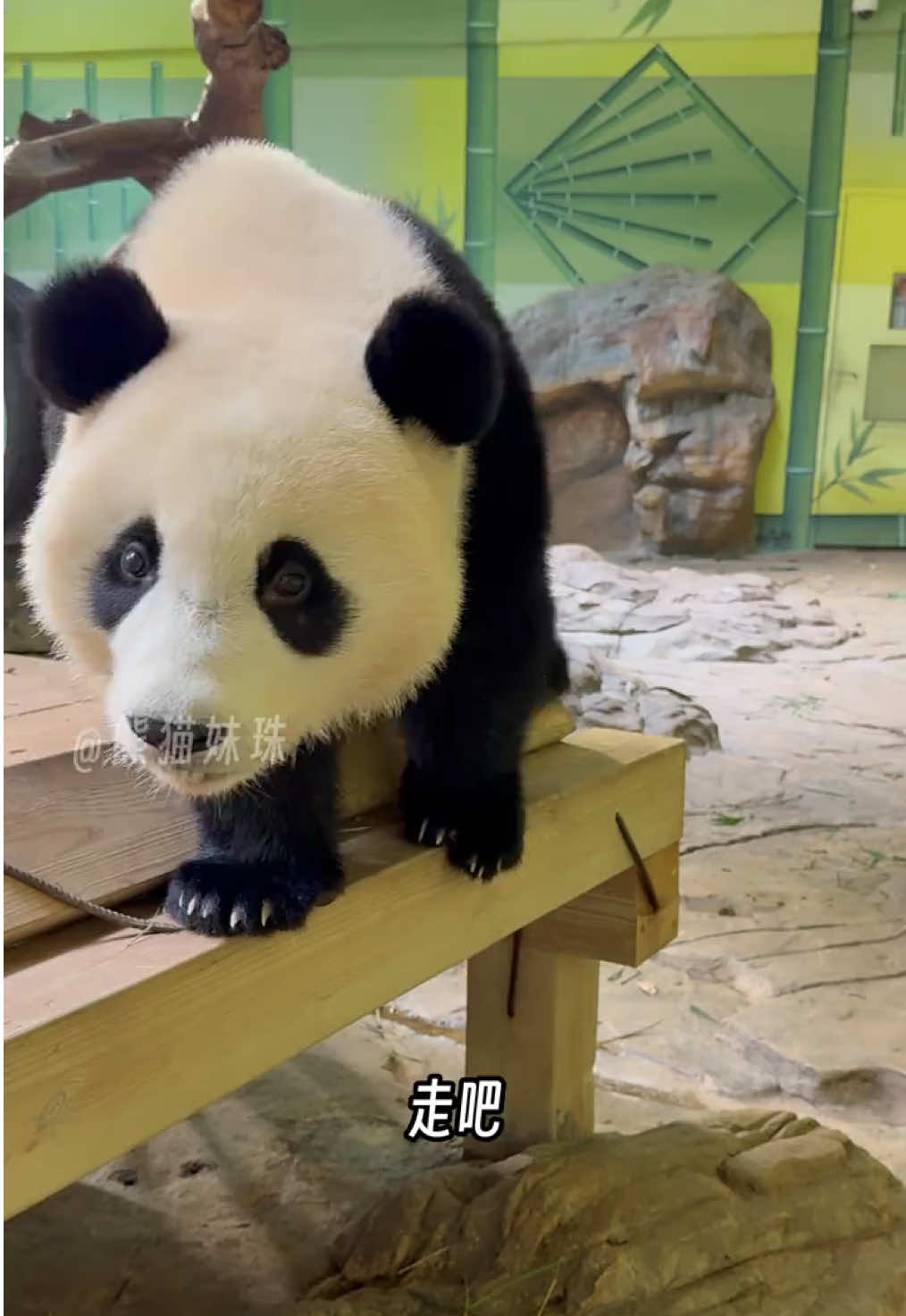 @熊猫妹珠🐼