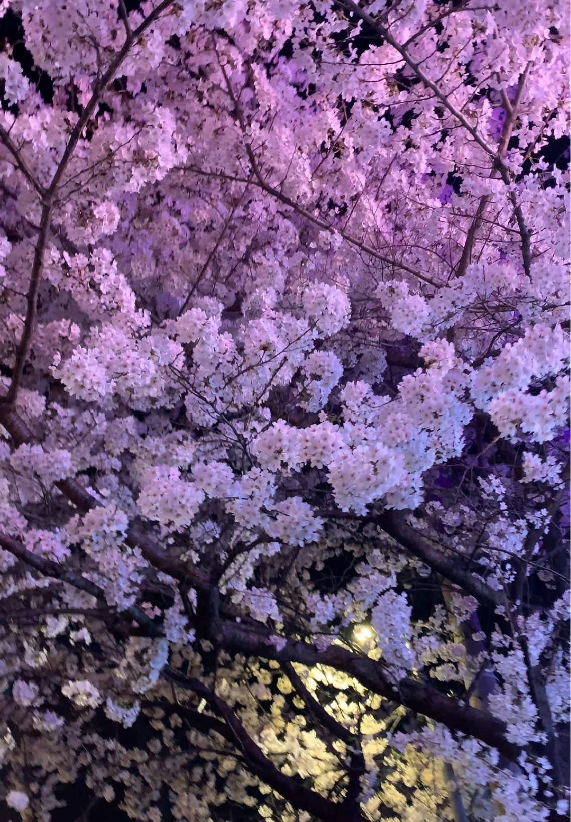 @꿈's