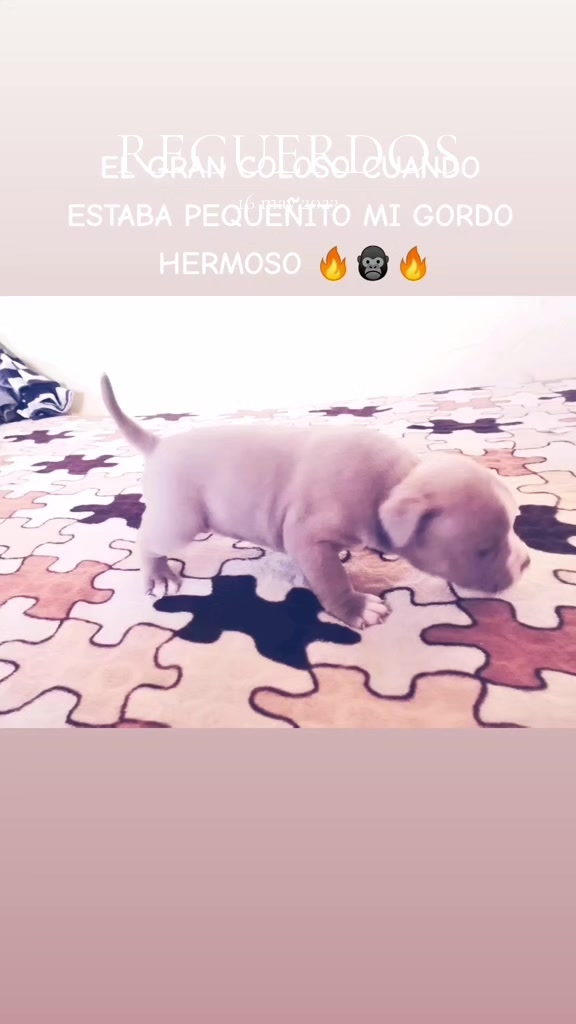 @Kratos kennel