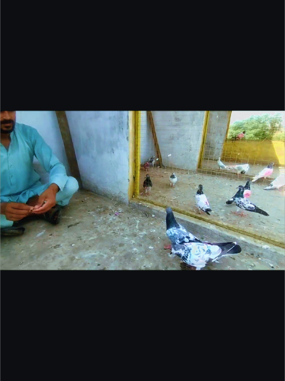 @Babar Pigeons Club