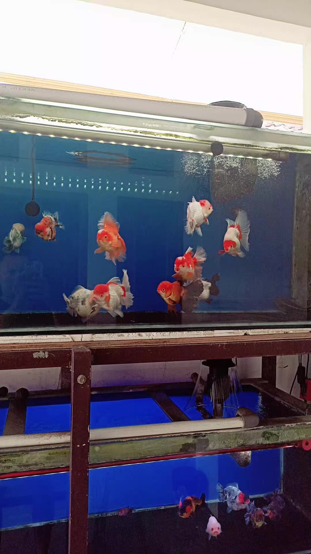 @Teras Aji Goldfish