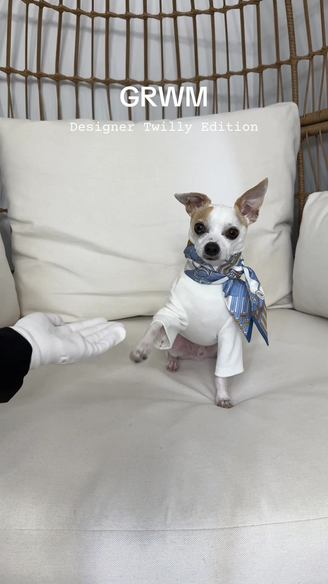 @Bao the Chihuahua