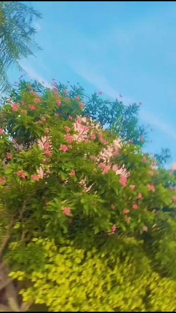@🌿پینڈ آلا کاکا 🍂