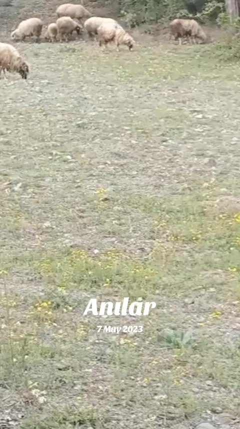 @Erkut Polat