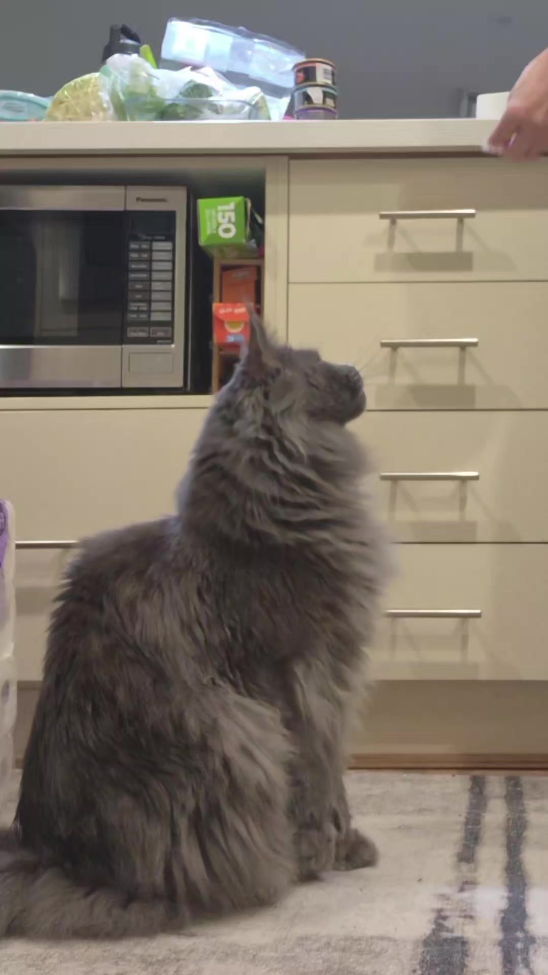 @Ragnar the Maine Coon 🐈