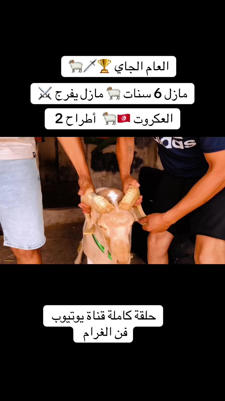 @سيف غرام زمان 🇹🇳