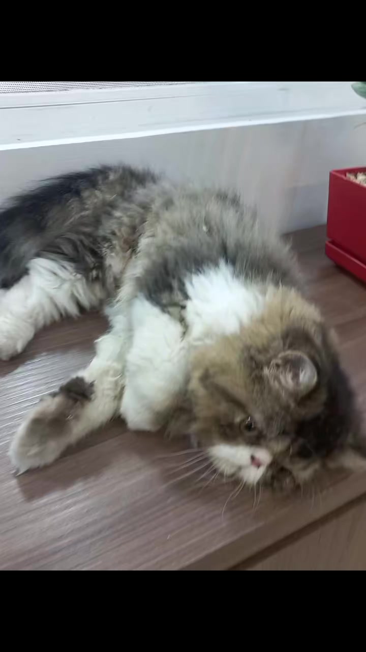 @Alejandra 💜