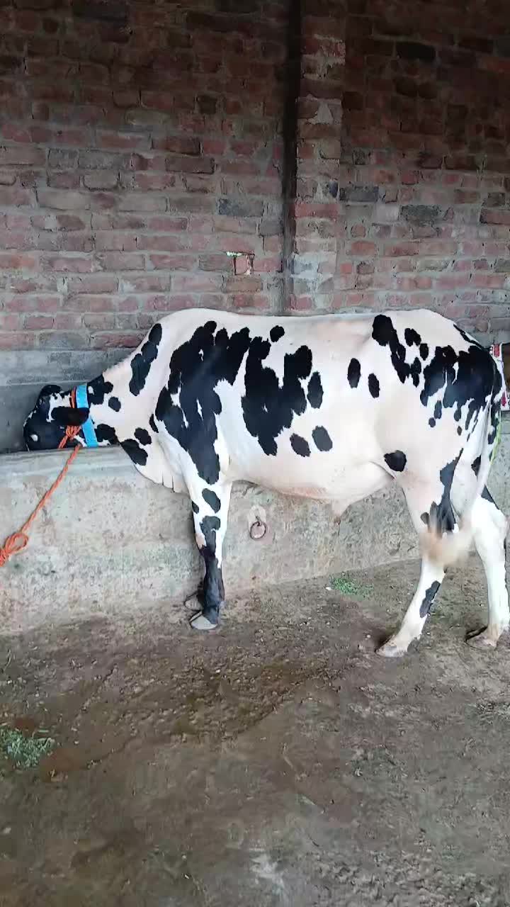 @Farming and Business Ideas