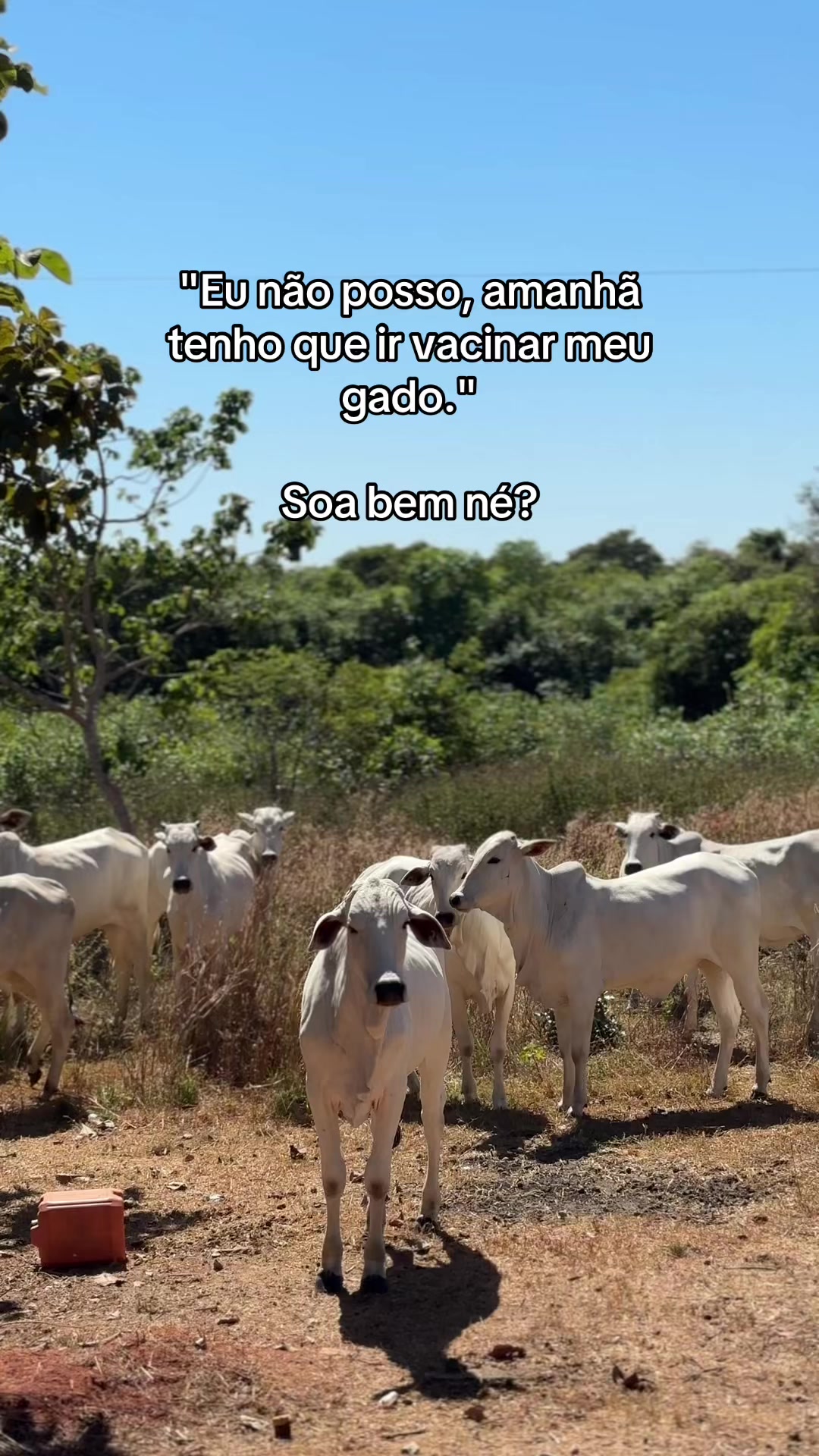@Jordana Cardoso
