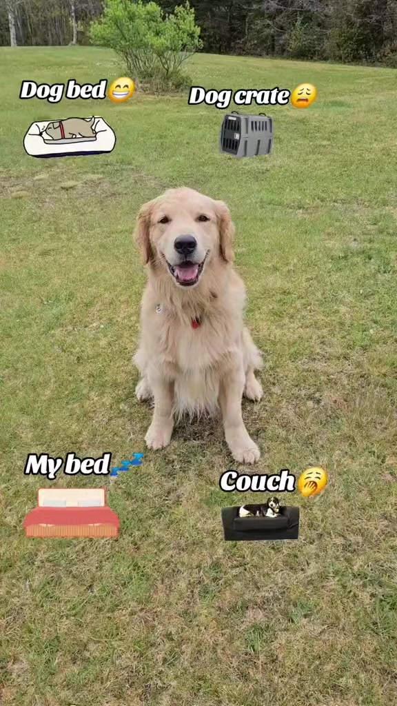 @🐶Griffin
