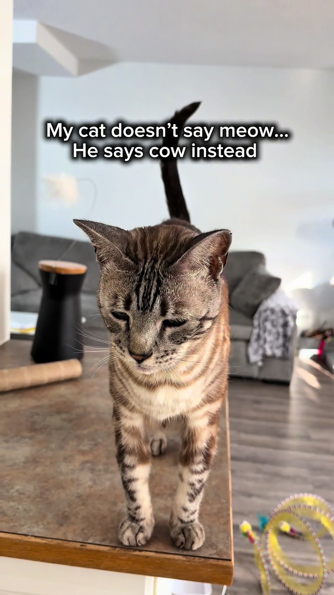 @Three Nawty Cats