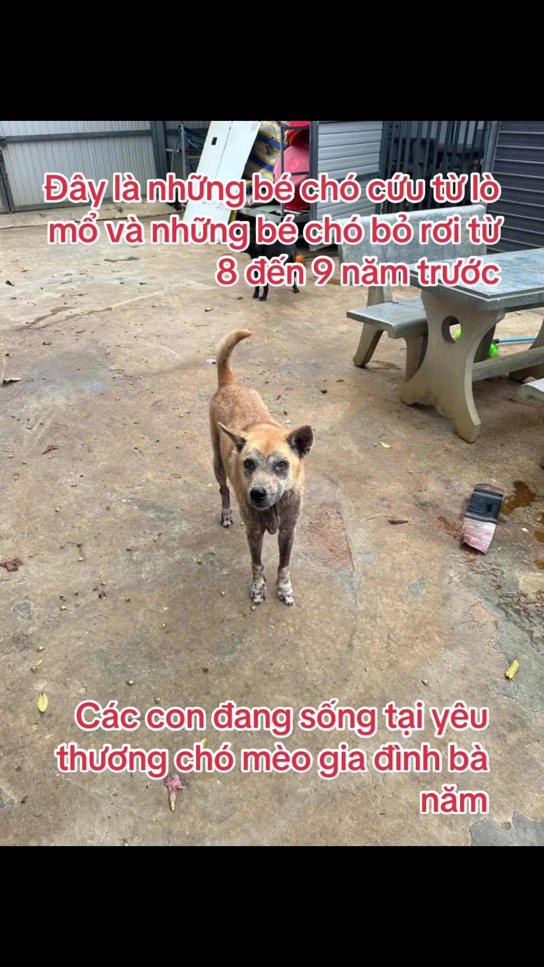 @yeuthuongchomeoba5