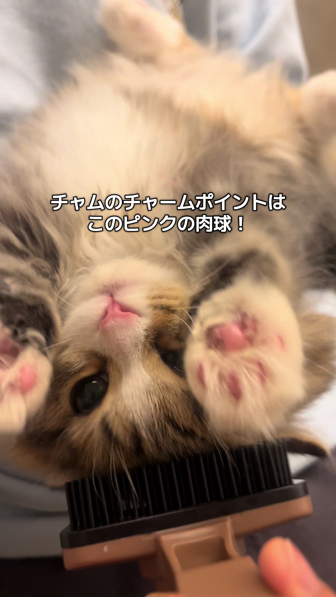 @ミヌエットのチャム