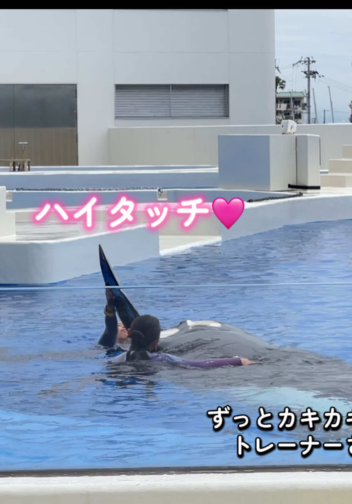 @️シャチが癒し️🌈️️🫧