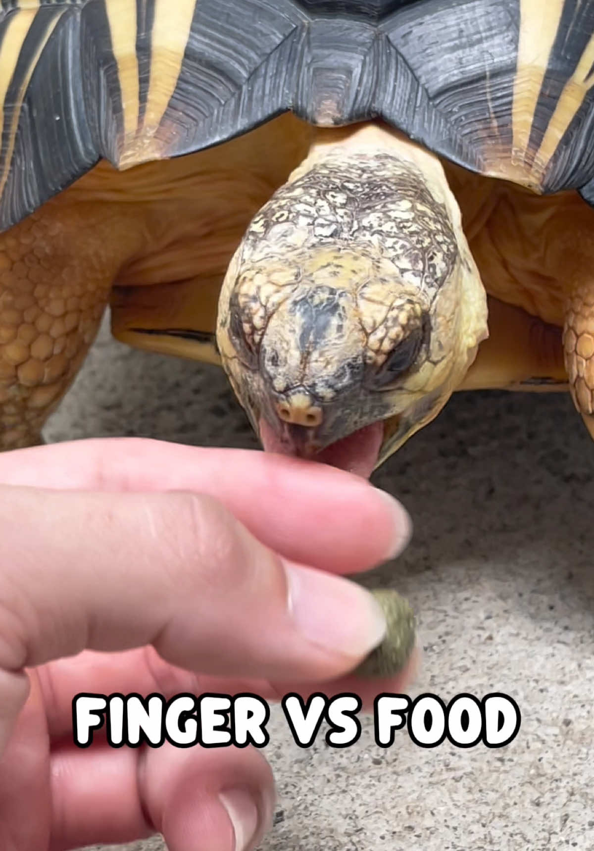 @Tortoisesworld