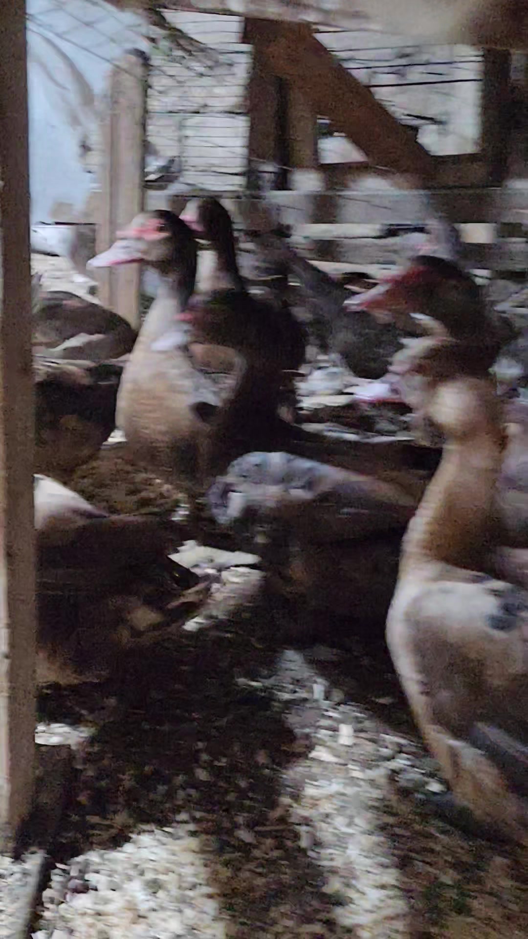 @MAŞTAĞA_QUŞCULUĞ
