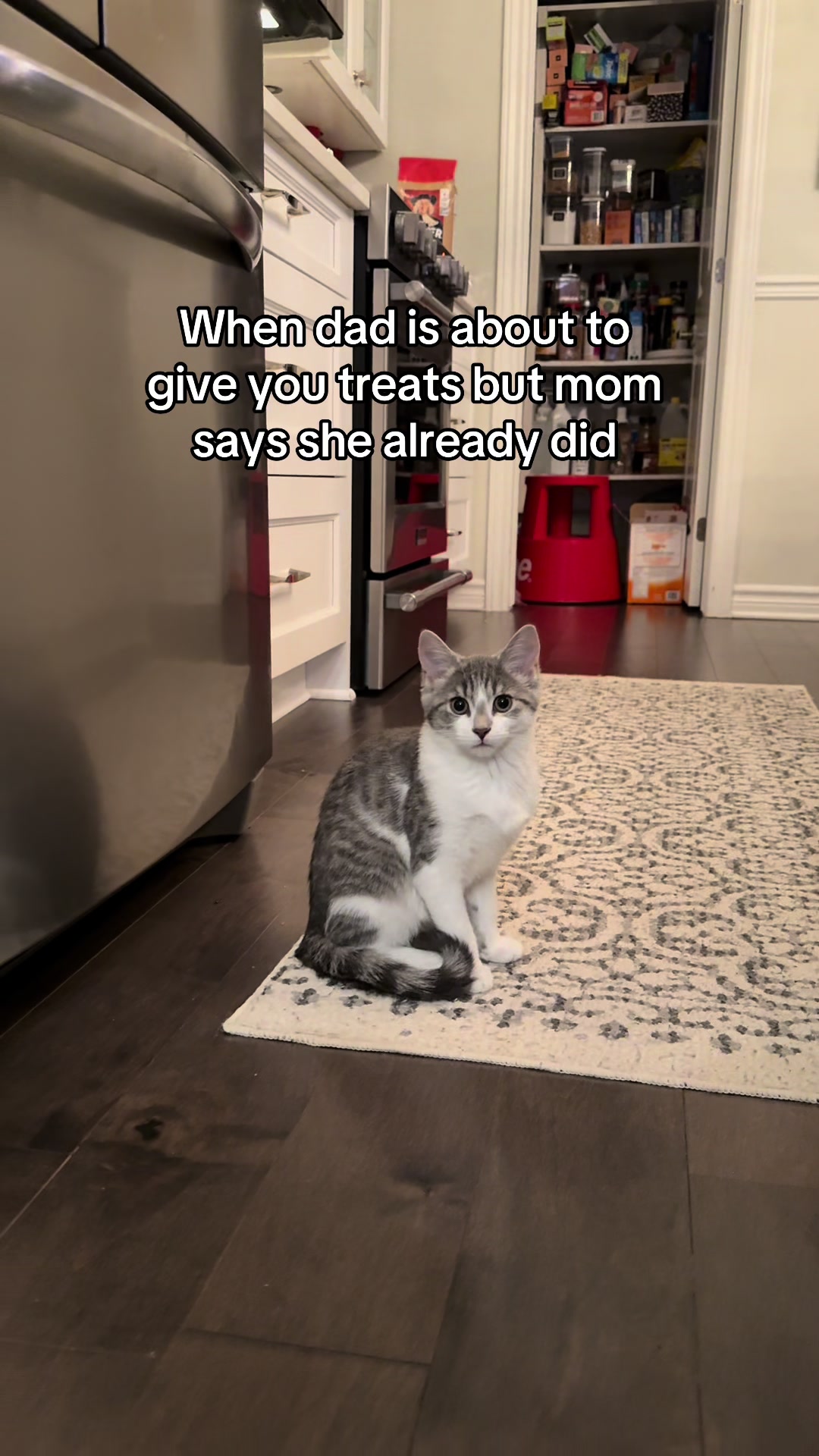 @Krista & Cats: BamBam & Bonnie