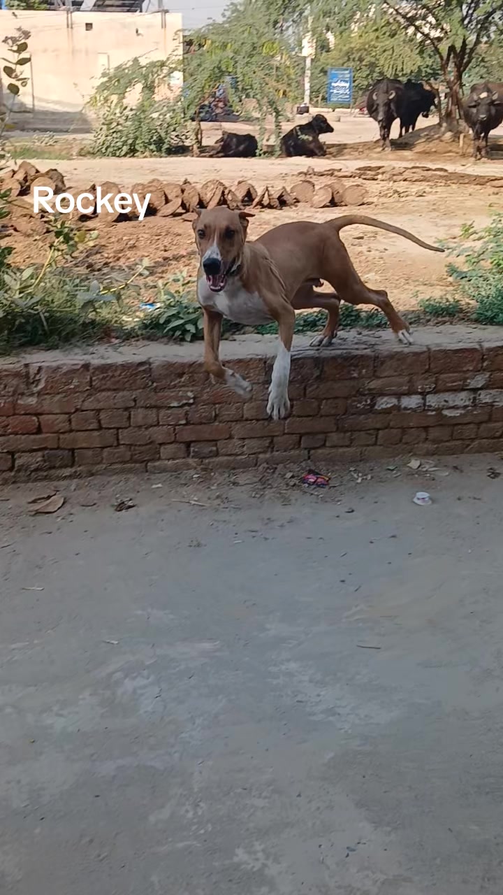@Rana Numan Naru (Baba G)