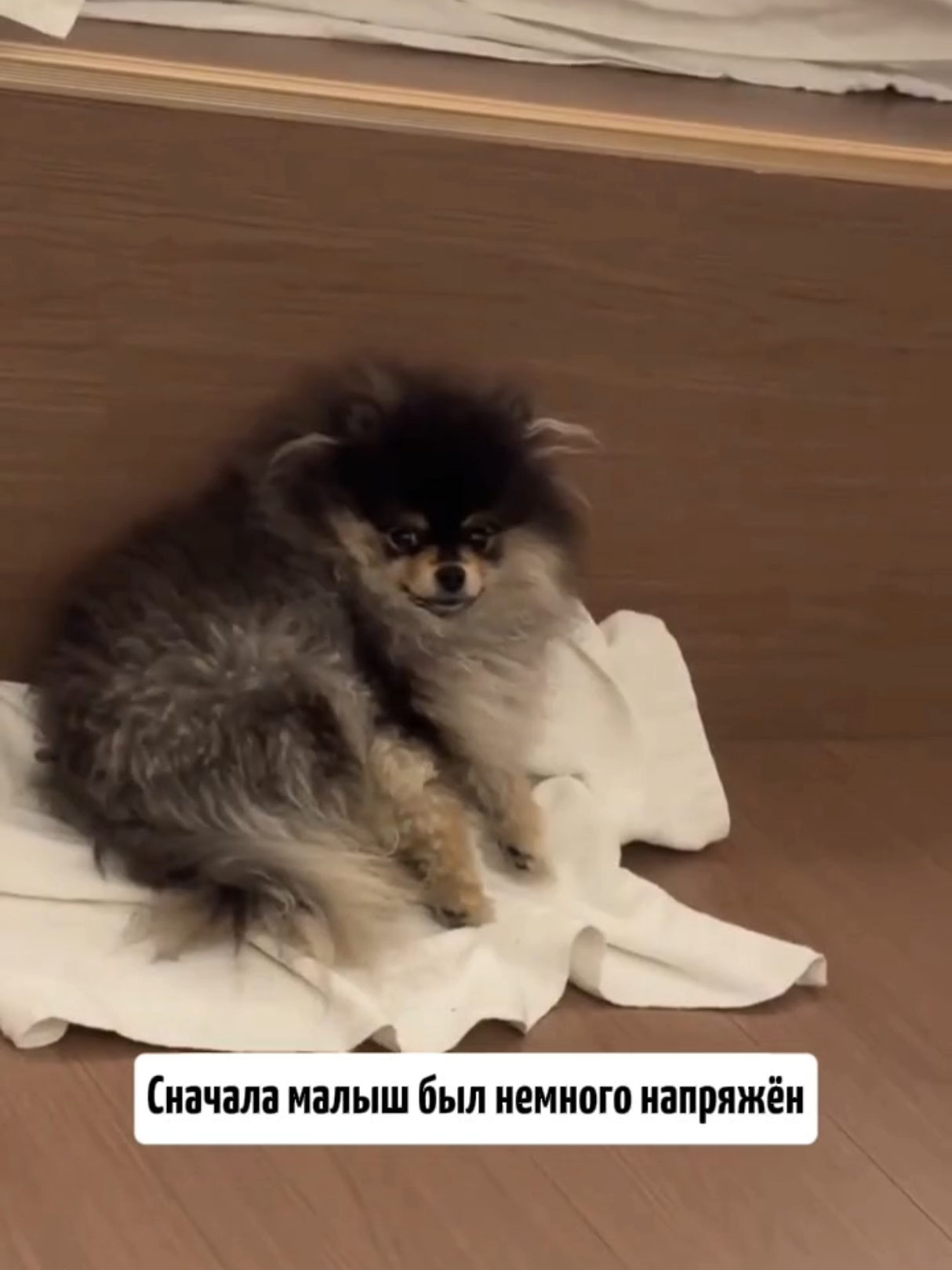 @RescueAnimals Nir