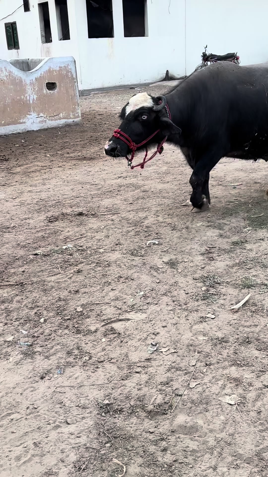 @Jutt Dairy Farm
