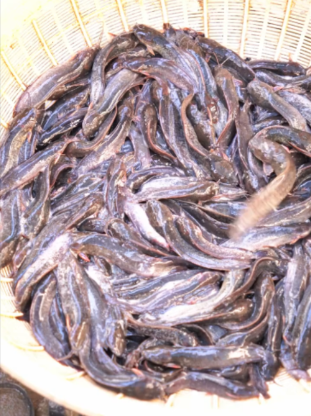 @Trại Cá Giống Quang Lâm
