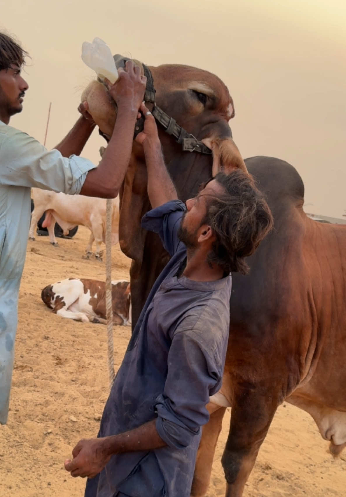 @Karachi Bull lovers
